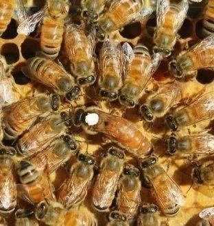 Продам маток Ligustica Italia- фото № 8