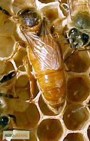 Пчеломатки-Бджоломатки італійської породи- фото № 1