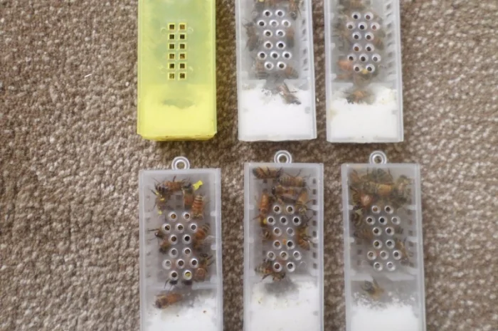 Бджоломатки італійської породи на продаж- фото № 2