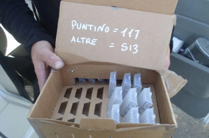 Пчеломатки-Бджоломатки італійської породи- фото № 2