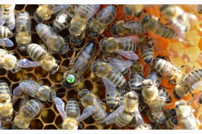 Бджоломатки Карніка F-1 з Німеччини та Австрії – в наявності- фото № 19