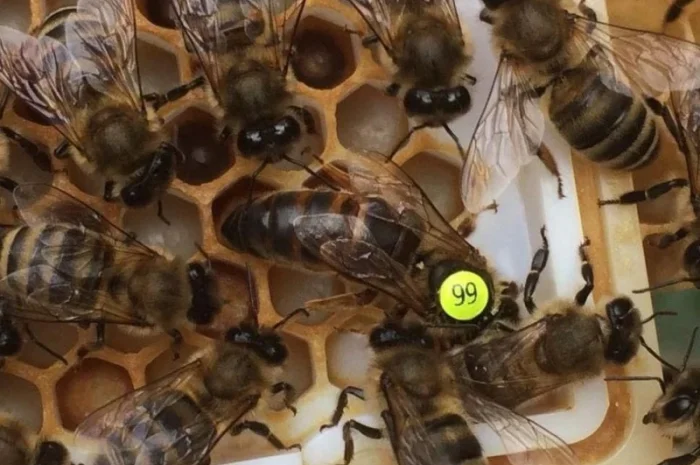 Бджоломатки Карніка F-1 з Німеччини та Австрії – в наявності- фото № 18