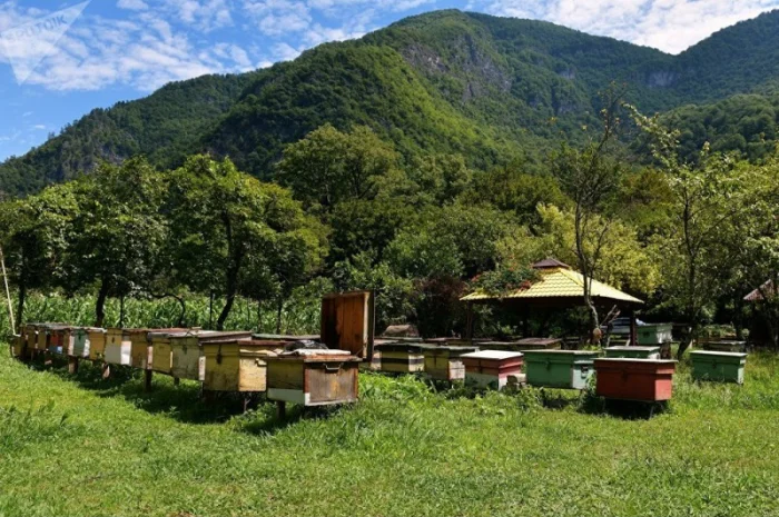 Бджоломатки Карніка F-1 з Німеччини та Австрії – в наявності- фото № 17