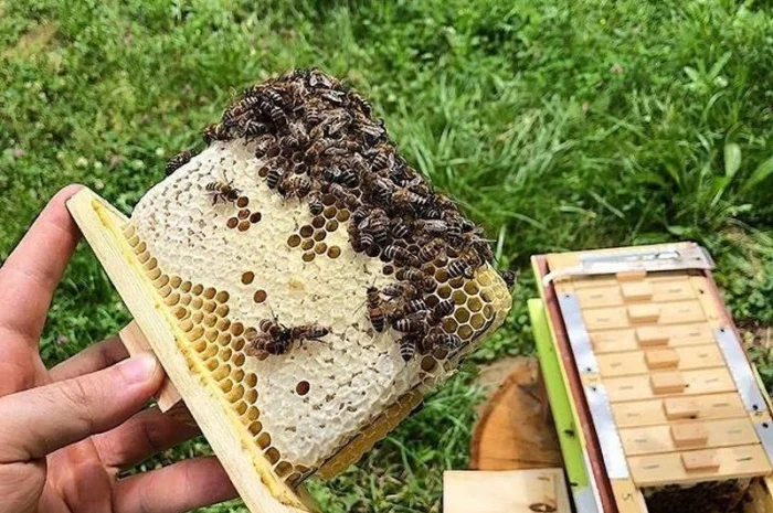 Бджоломатки Карніка F-1 з Німеччини та Австрії – в наявності- фото № 16