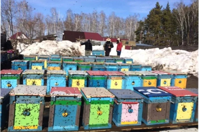 Бджоломатки Карніка F-1 з Німеччини та Австрії – в наявності- фото № 14