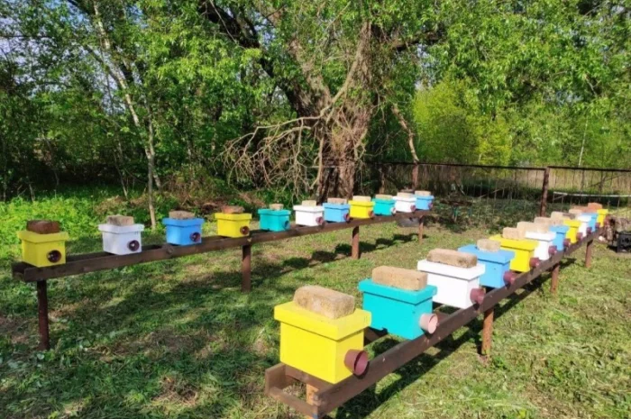 Бджоломатки Карніка F-1 з Німеччини та Австрії – в наявності- фото № 12