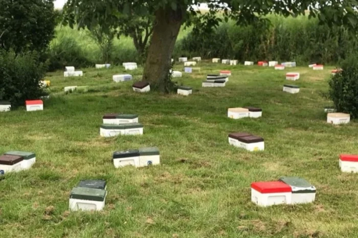 Бджоломатки Карніка F-1 з Німеччини та Австрії – в наявності- фото № 2