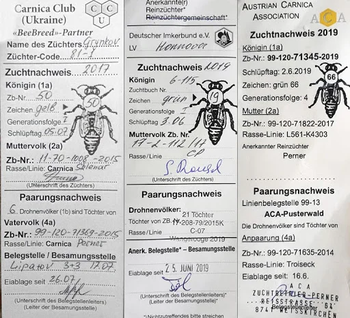 Бджоломатки Карніка F-1 з Німеччини та Австрії – в наявності- фото № 11