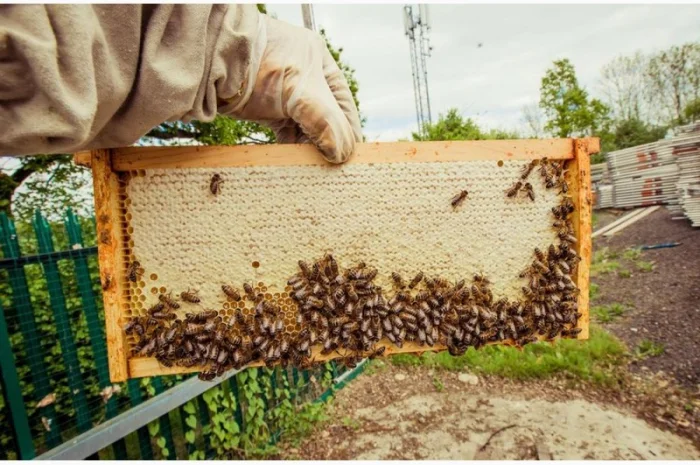 Бджоломатки Карніка F-1 з Німеччини та Австрії – в наявності- фото № 10