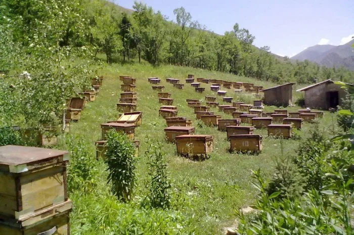 Бджоломатки Карніка F-1 з Німеччини та Австрії – в наявності- фото № 9