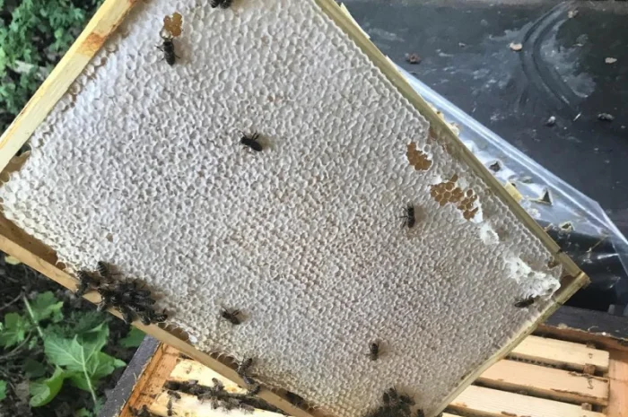 Бджоломатки Карніка F-1 з Німеччини та Австрії – в наявності- фото № 8