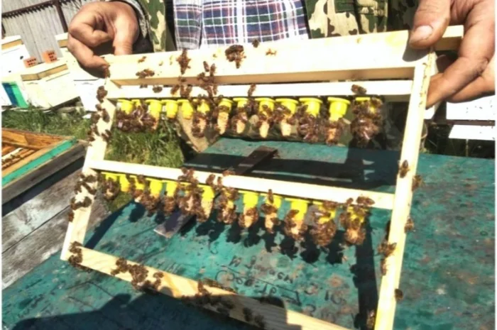 Бджоломатки Карніка F-1 з Німеччини та Австрії – в наявності- фото № 7