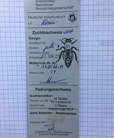 Бджоломатки Карніка F-1 з Німеччини та Австрії – в наявності- фото № 6