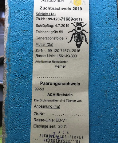 Бджоломатки Карніка F-1 з Німеччини та Австрії – в наявності- фото № 5