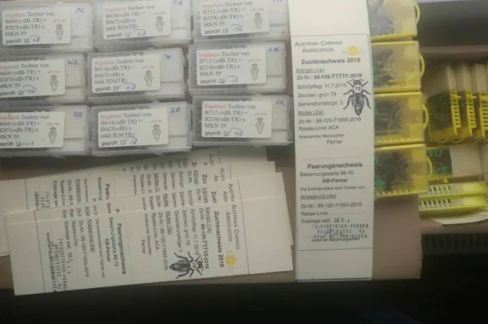 Бджоломатки Карніка F-1 з Німеччини та Австрії – в наявності- фото № 4