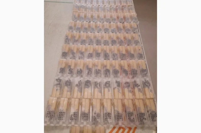 Продам бджоломатки Карніка 2024р- фото № 2