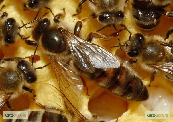 Неплідні матки української степової породи – бджоломатки- фото № 1