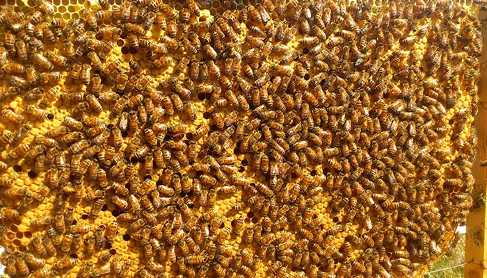 Бджоломатки Кордован (Італійки) – замовлення на сезон 2024- фото № 2