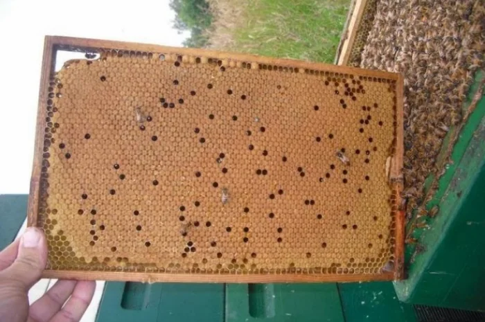 Бджоломатки Кордован (Італійки) – замовлення на сезон 2024- фото № 4