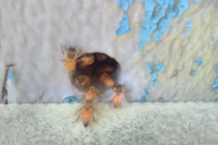 Бджоломатки Кордован (Італійки) – замовлення на сезон 2024- фото № 5