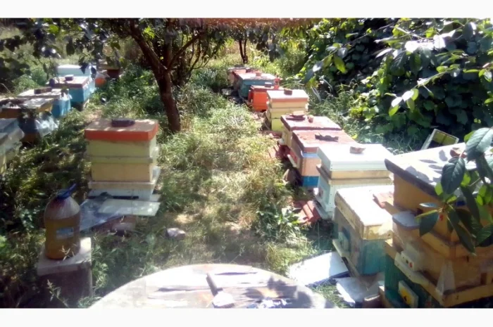 Бджоломатки Карніка 2024- фото № 2