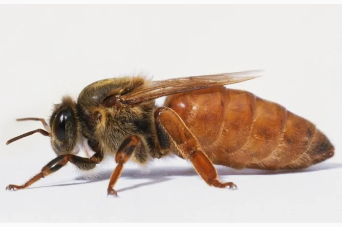 Бджоломатки Бакфаст 2024 року- фото № 1