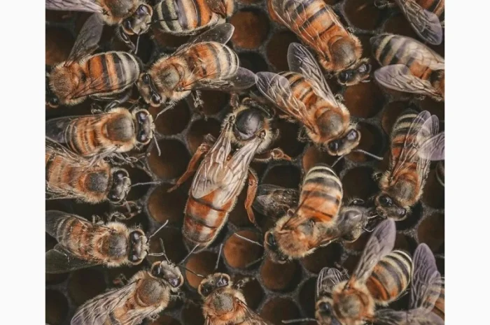 Продам матки Бакфаст- фото № 1