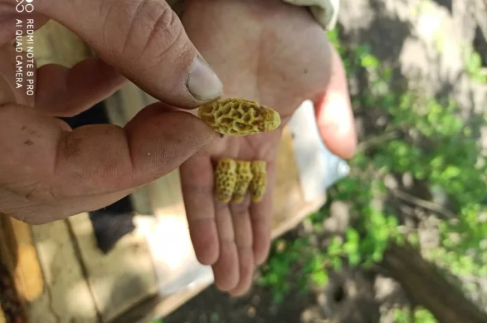 Продам матки карніки Ф1 2024р- фото № 1