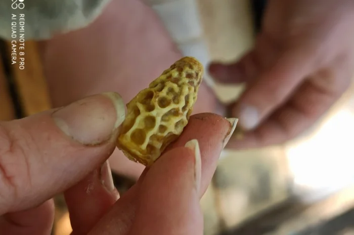 Продам зимувалі бджоломатки бакфаст штучного запліднення 2023 року- фото № 2