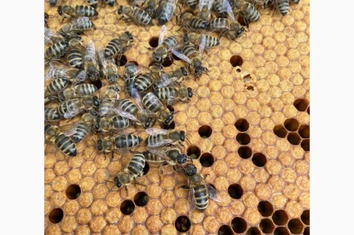 Продам пчеломатки Карпатка Вучковская- фото № 1