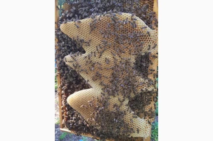 Продам пчеломатки Карпатка Вучковская- фото № 2