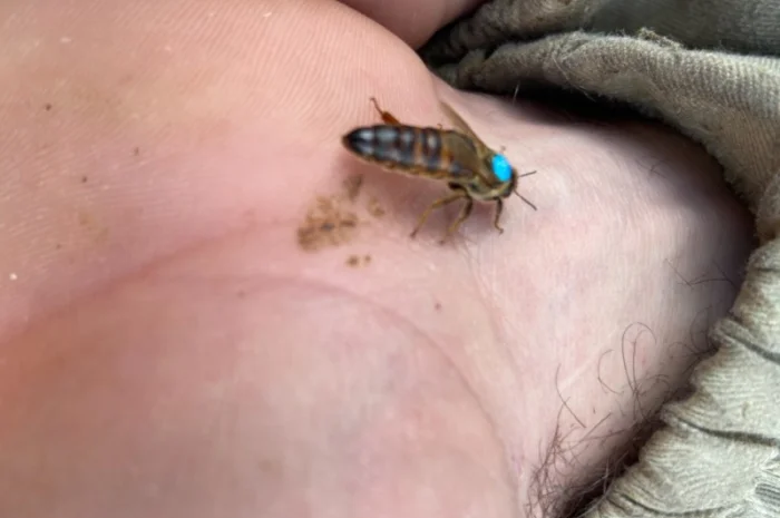 Продам пчеломатки Карпатка Вучковская- фото № 3