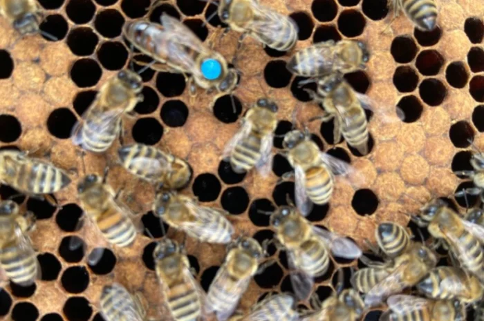 Продам пчеломатки Карпатка Вучковская- фото № 4