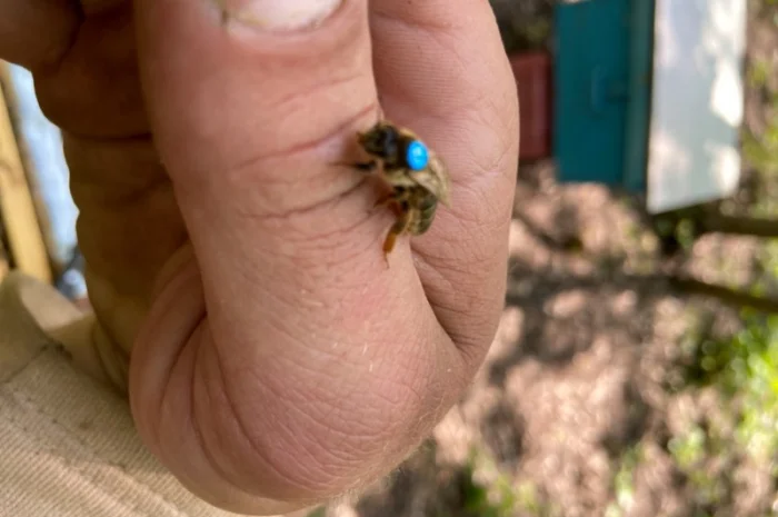 Продам маток итальянской породы- фото № 1