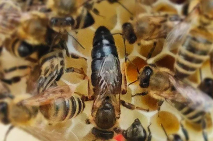 Бджоломатка Карпатка – вигідний прайс для оптовиків- фото № 2