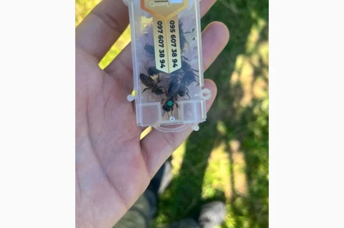 Бджоломатка Карпатка – вигідний прайс для оптовиків- фото № 1