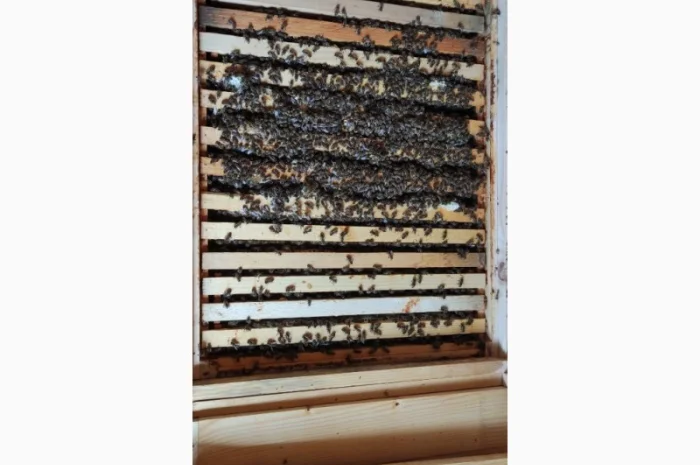 Бджоломатка Карпатка – вигідний прайс для оптовиків- фото № 3