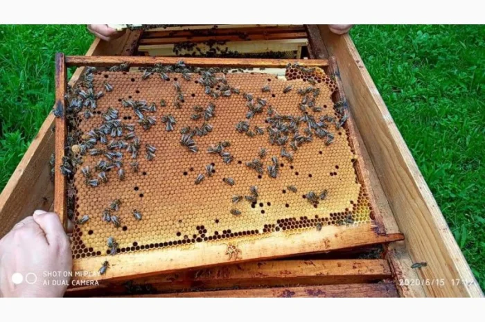 Бджоломатка Карпатка – вигідний прайс для оптовиків- фото № 4