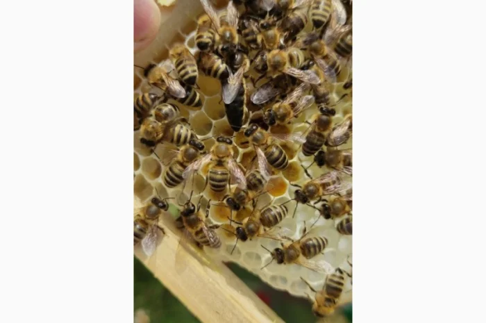 Бджоломатка Карпатка – вигідний прайс для оптовиків- фото № 5