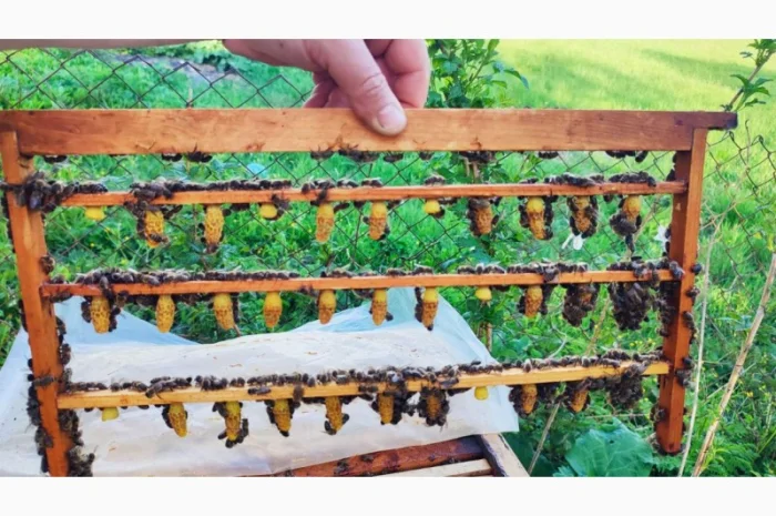 Бджоломатка Карпатка – вигідний прайс для оптовиків- фото № 7