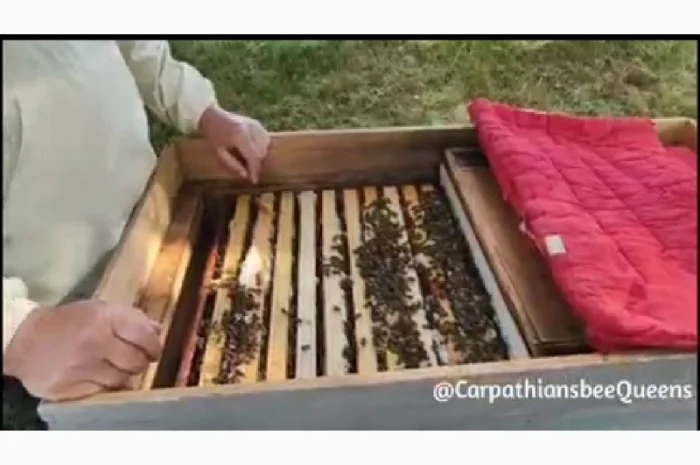 Пропоную маток породи Карпатка для оптових закупівель – приємний прайс- фото № 2