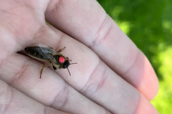 Пропоную маток породи Карпатка для оптових закупівель – приємний прайс- фото № 3
