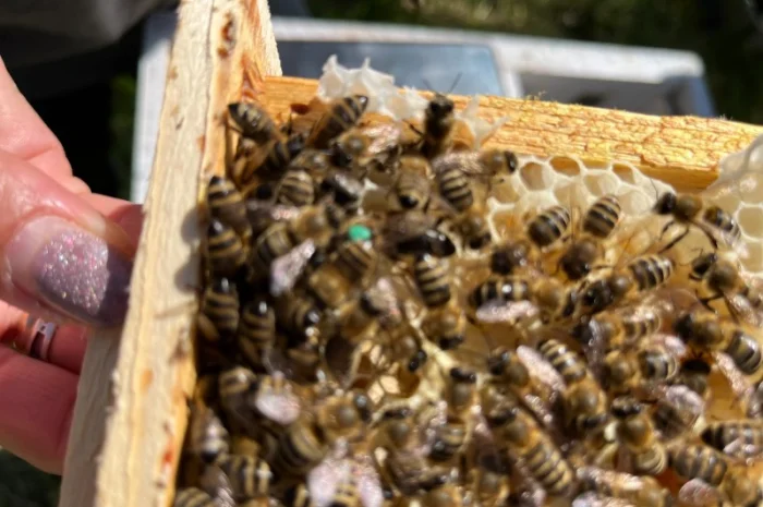 Пропоную маток породи Карпатка для оптових закупівель – приємний прайс- фото № 4