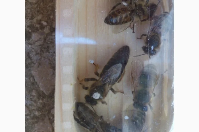 Пропоную маток породи Карпатка для оптових закупівель – приємний прайс- фото № 8