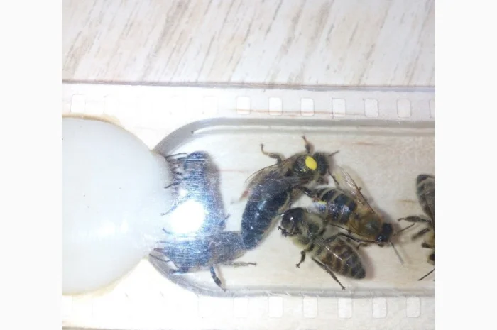 Пропоную маток породи Карпатка для оптових закупівель – приємний прайс- фото № 11