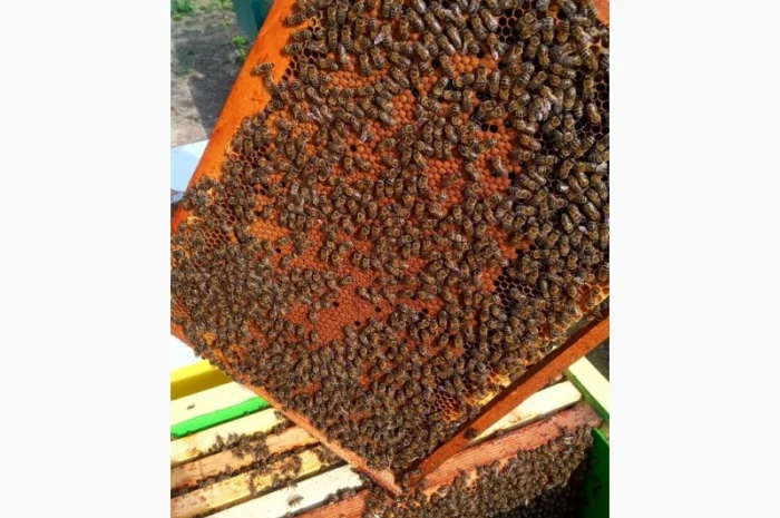 Пропоную маток породи Карпатка для оптових закупівель – приємний прайс- фото № 6