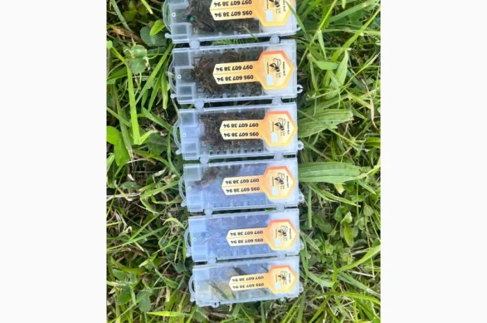 Пропоную бджолині матки Карпатської породи – особливі умови для оптових покупців- фото № 3