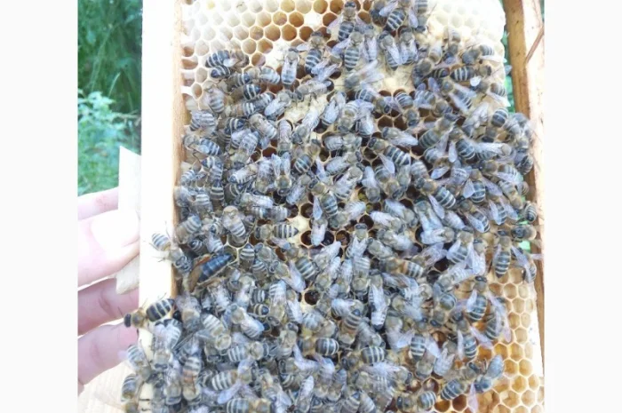 Пропоную бджолині матки Карпатської породи – особливі умови для оптових покупців- фото № 6