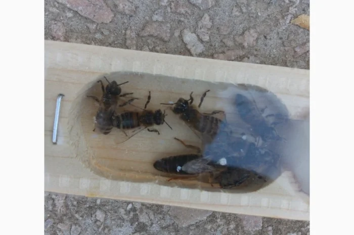 Пропоную бджолині матки Карпатської породи – особливі умови для оптових покупців- фото № 7