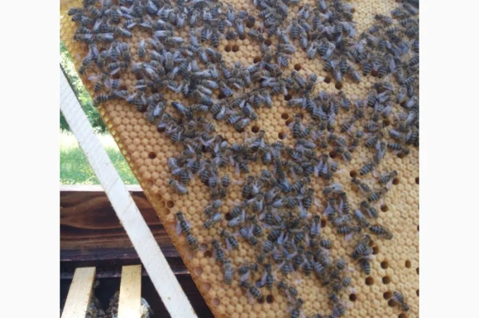 Пропоную бджолині матки Карпатської породи – особливі умови для оптових покупців- фото № 5